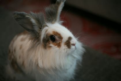 Las tiendas de mascotas ya no podrán vender mamíferos, en especial los de tamaño pequeño, como conejos y ratones (Unsplash/daniel rios)