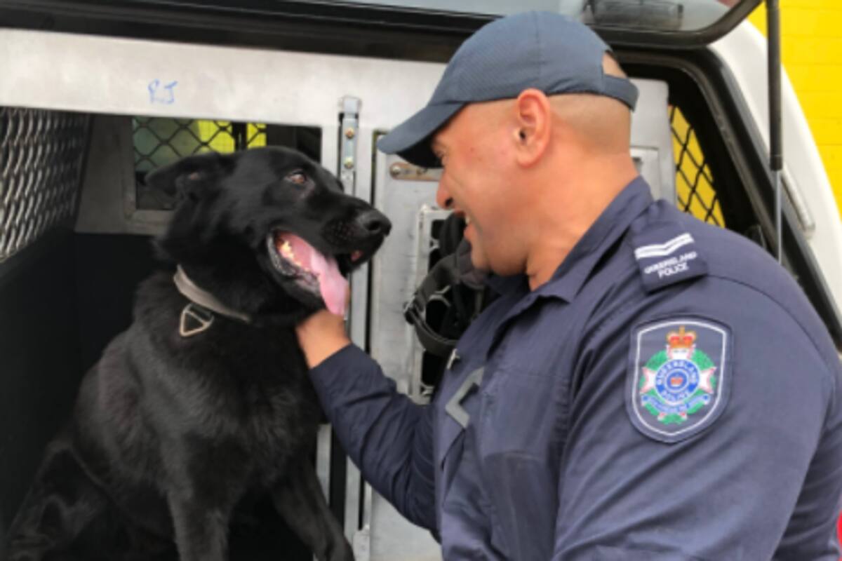 Las tiernas imágenes del reencuentro entre un policía de Queensland y su perro. El pastor alemán, que también sirve a la fuerza de seguridad, desapareció el viernes y fue encontrado este domingo
