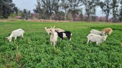 Las tierras se cedieron al IPV salteño para urbanización