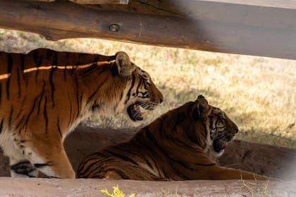 Las tigresas Valentine y Nyra permanecen juntas en Lionsrock