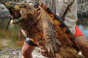 Las tortugas caimán pueden llegar a medir hasta siete metros de largo