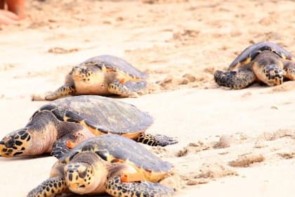Las tortugas carey se encuentran en peligro de extinción debido a las múltiples amenazas