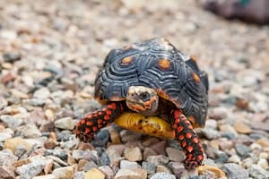 Las tortugas de patas rojas buscan alimento por sí solas, pero los experimentos también han demostrado que aprenden de sus congéneres