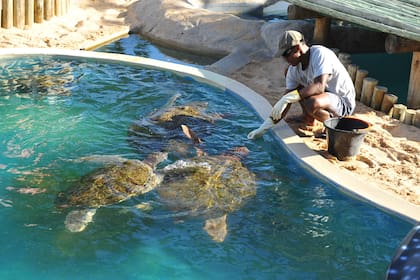Las tortugas del proyecto Tamar