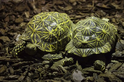 Las tortugas estrelladas son una especie vulnerable
