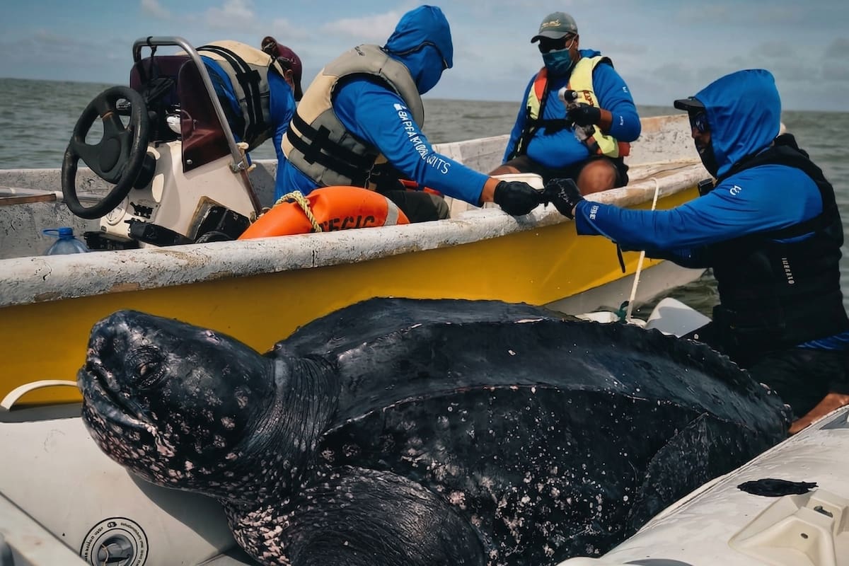 Las tortugas laúd son las más grandes del planeta; en sus migraciones, llegan a recorrer más de 18.000 kilómetros