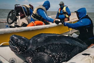 Un experimento en el mar argentino revela el universo desconocido de la tortuga más grande del mundo