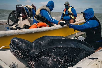 Las tortugas laúd son las más grandes del planeta; en sus migraciones, llegan a recorrer más de 18.000 kilómetros
