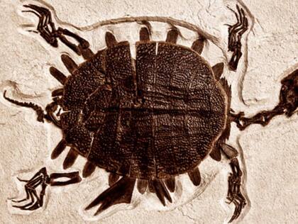 Las tortugas marinas no comparten un único origen evolutivo. Foto:Istock