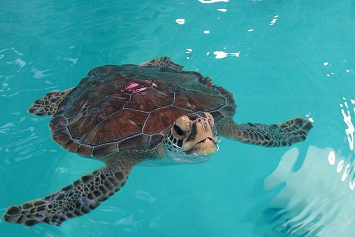 Las tortugas marinas son consideradas especies protegidas en China