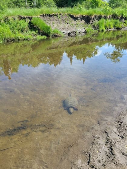 Las tortugas mordedoras suelen ser inofensivas para las personas (foto ilustrativa)
