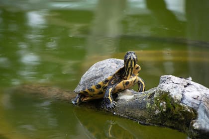 Las tortugas pintadas hembras son las que tienen mayor tamaño