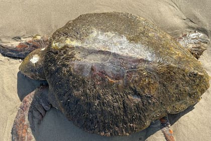 Las tortugas son arrastradas por la marea , en muchas ocasiones ya están muertas (Archivo)