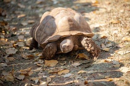 Las tortugas terrestres se alimentan de hierbas silvestres, frutas y verduras