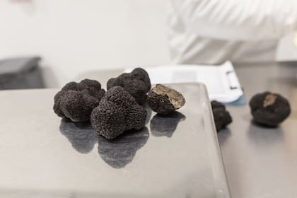 Las trufas se pesan en una balanza de precisión.