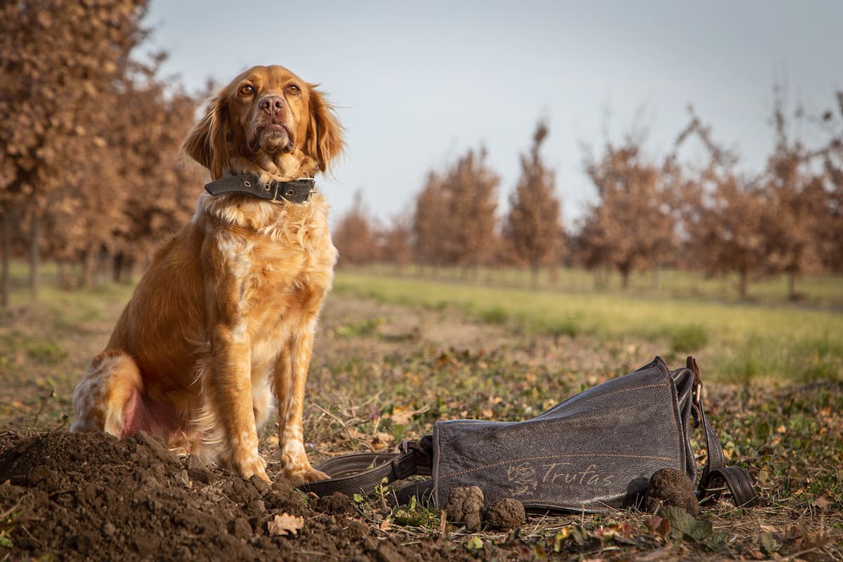 Las trufas solo pueden encontrarse con perros entrenados porque están debajo de a tierra