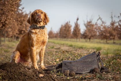 Las trufas solo pueden encontrarse con perros entrenados porque están debajo de a tierra