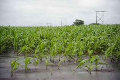 Las últimas lluvias aliviaron varias zonas agrícolas