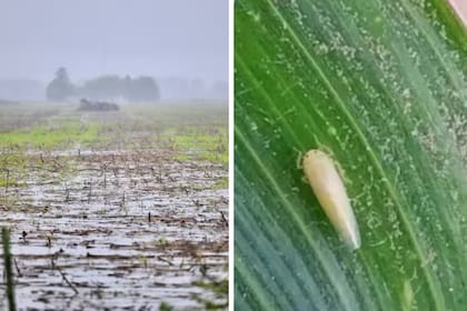 Las últimas lluvias generaron anegamientos en varias regiones; a la derecha, la plaga de la chicharrita, que atacó el maíz