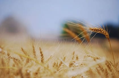 Las unidades del INTA involucradas son las de Paraná, Entre Ríos; Marcos Juárez, Córdoba y; Pergamino, Balcarce, Barrow y Bordenave, en Buenos Aires. En estas localidades se llevan adelante todas las actividades propias de un programa de mejoramiento, desde las diferentes disciplinas