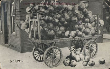 Las uvas de Rockford, Ill... según la postal