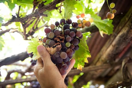 Las uvas no son recomendadas de consumir si se quiere bajar de peso