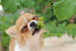 Las uvas o pasas son peligrosas para los perros, ya que pueden desencadenar vómitos, pérdida del apetito, letargo y hasta insuficiencia renal