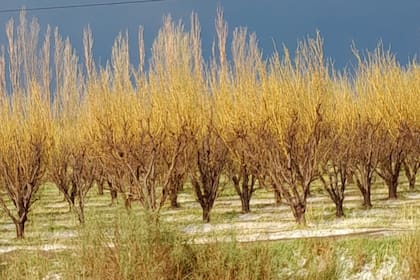 Las uvas podrían recuperarse el próximo año, pero los frutales, como duraznos y ciruelas, no se regenerarán, lo que significa que los productores tendrán que esperar entre 4 y 5 años para volver a producir