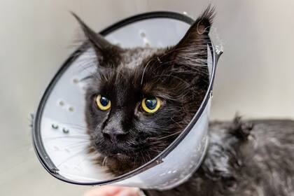 Las uvas pueden generar problemas en el sistema renal de los felinos