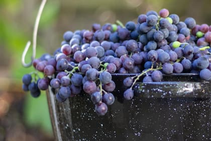 Las uvas son ideales para prevenir el envejecimiento celular y mejorar la salud en adultos mayores