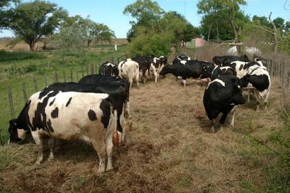 Las vacas de Capelo, ayer en el corral de espera antes de subir al camión que las llevó al Mercado de Liniers