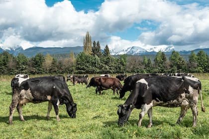 Las vacas de tambo del establecimiento cercano a El Bolsón