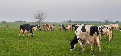 Las vacas deben llegar al parto en condición corporal no mayor de 3,5