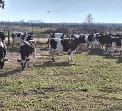 Las vacas del tambo
