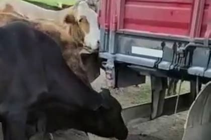 Las vacas detrás del camión que llevó cubas con agua