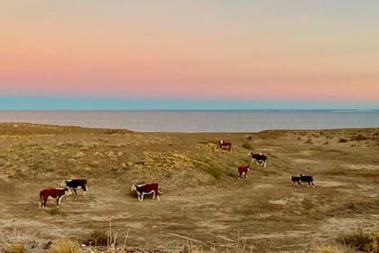 Las vacas en medio de la arena en la playa El Doradillo, a 20 kilómetros de Puerto Madryn