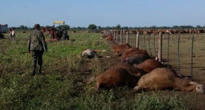 Las vacas muertas en Chaco