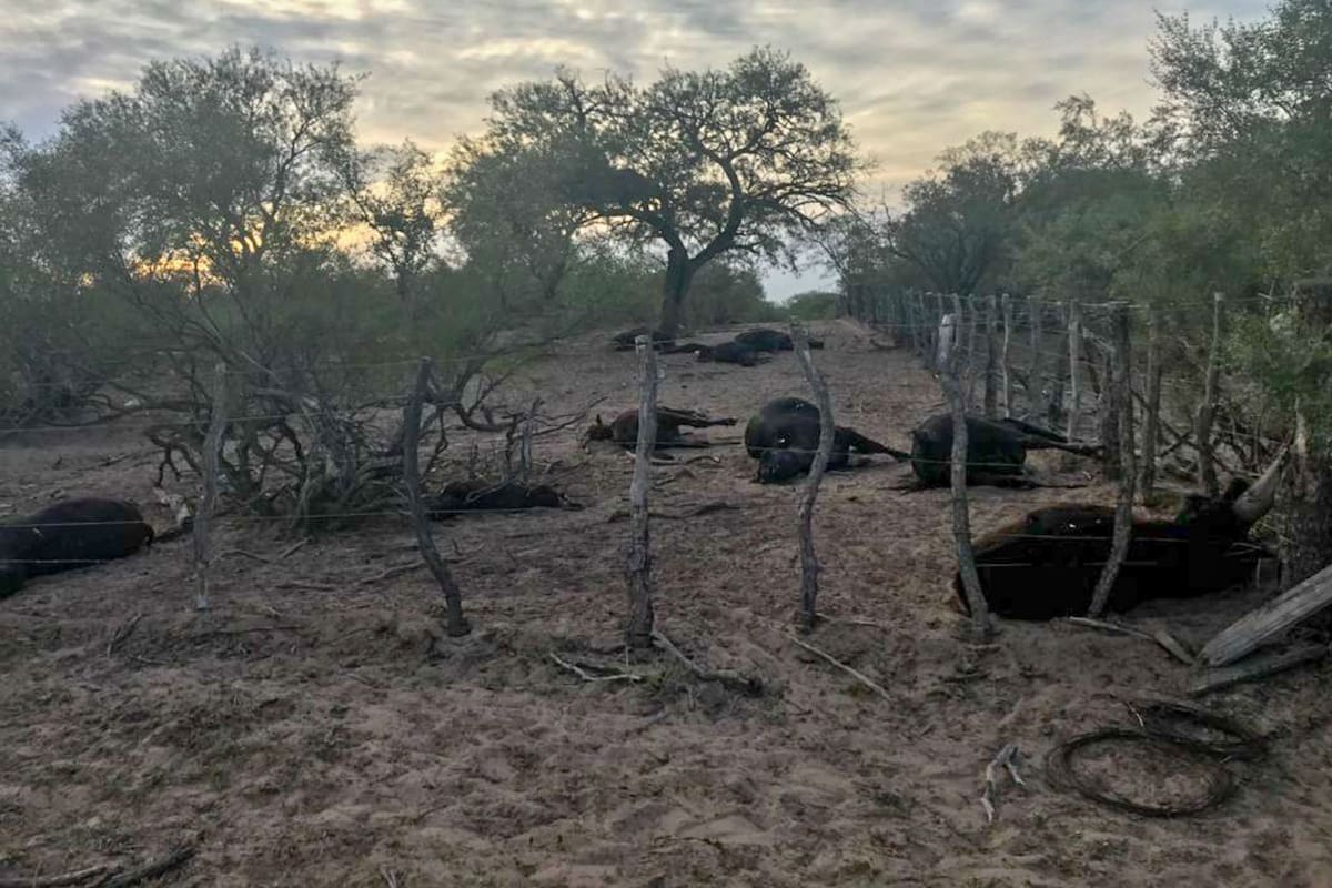 Las vacas murieron por falta de cuidados