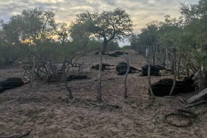 Las vacas murieron por falta de cuidados