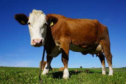 Las vacas sufren el efecto del calor en Estados Unidos e incluso muchas mueren