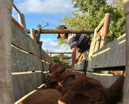 Las vacunas bovinas autorizadas en países de referencia sanitaria podrán ingresar con menos requisitos