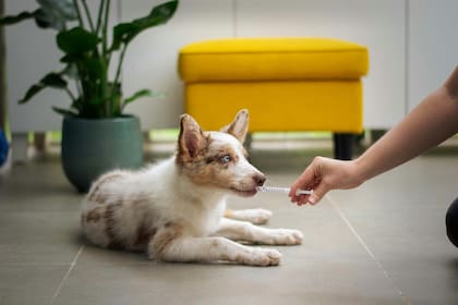 Las vacunas y medicamentos de los animales en Estados Unidos pueden personalizarse