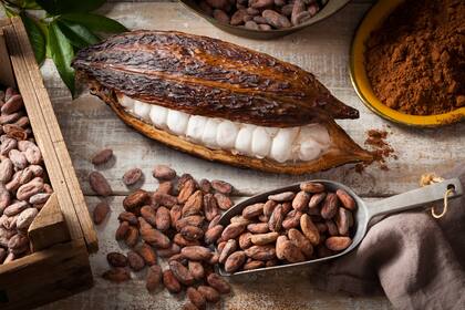 En la ceremonia del cacao se vive paso a paso el proceso desde la semilla hasta que se convierte en chocolate