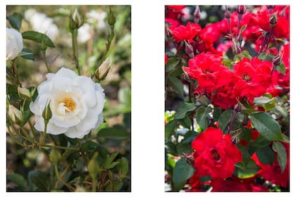 Las variedades de rosas 'Iceberg' y 'La Sevillana' son aptas para el cultivo en macetas