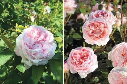 Las variedades ‘Juno’ (izquierda) y ‘Abraham Darby’ (derecha) son dos de las rosas preferidas por la dueña del jardín.