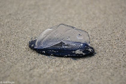 Las Velella velella son colonias de pequeños organismos que se agrupan para formar una estructura flotante