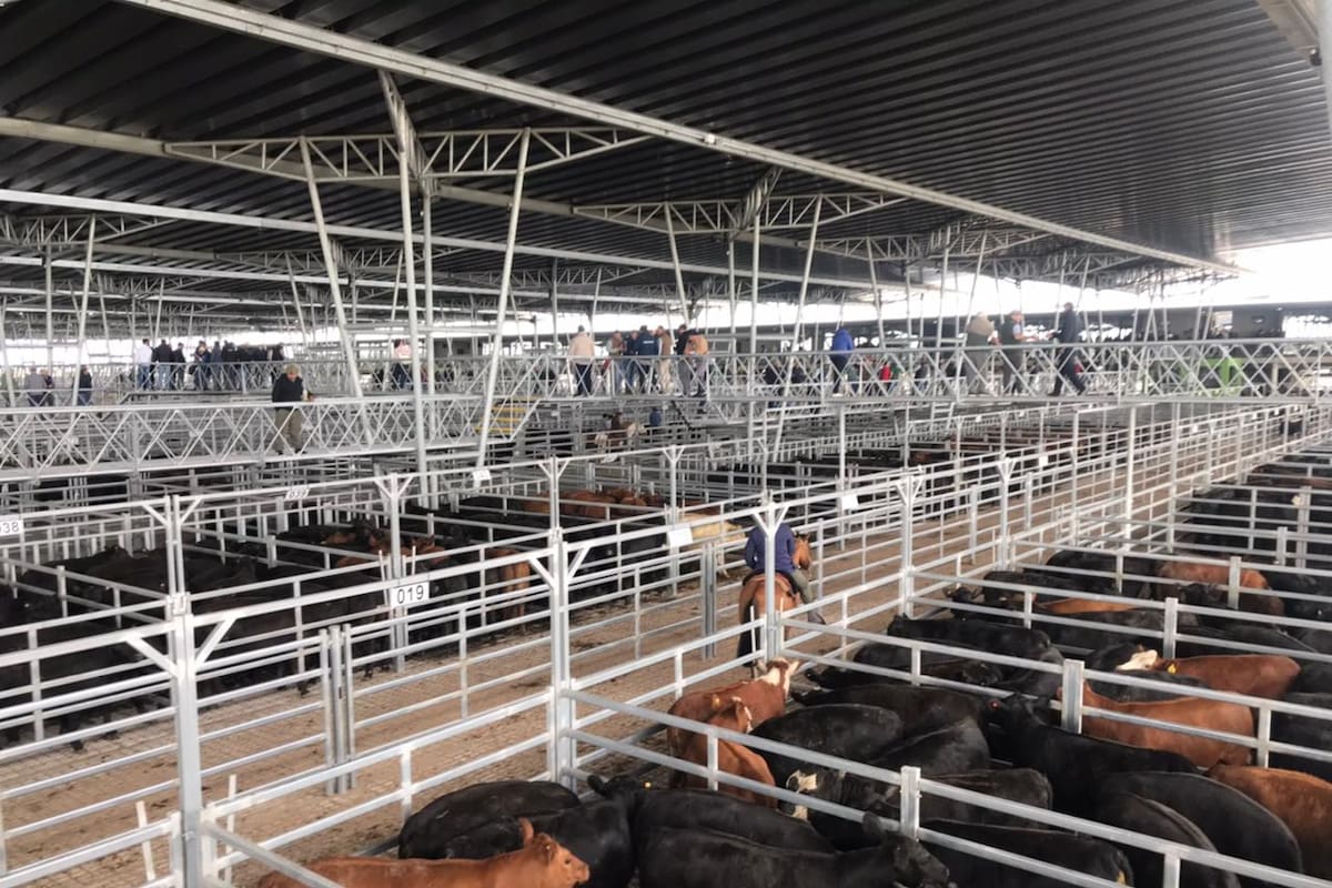 Las ventas en Cañuelas se desarrollaron en un clima general de calma