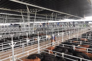 Pese a la calma de la demanda, el mercado de Cañuelas marcó una leve suba para el valor de la hacienda