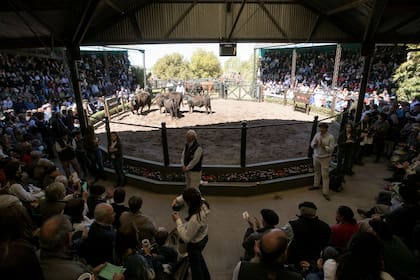 Las ventas fueron adjudicadas a 113 compradores