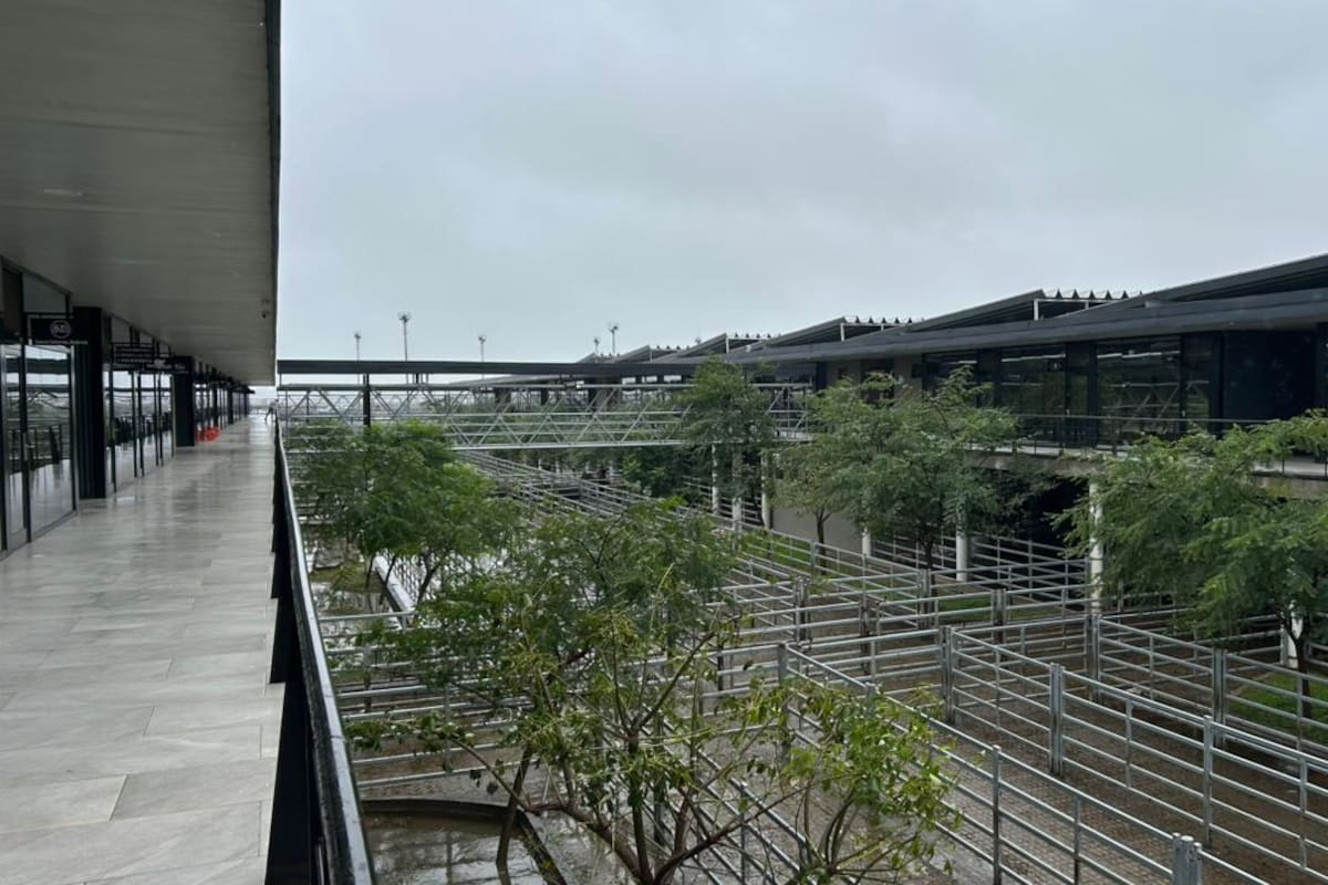 Las ventas se concretaron con demanda activa, los operadores de compra ejercieron competencia por todas las categorías y clasificaciones expuestas